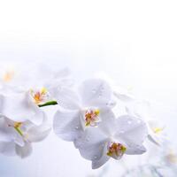 branco Primavera orquídea flor em a água foto