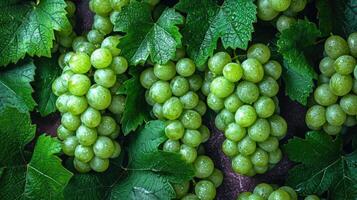 ai gerado uma grupo do fresco verde uvas, a artístico arranjo para estético apelo. uvas fundo. foto