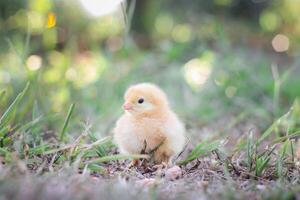 uma frango bebê dentro a jardim foto