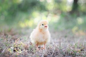 uma frango bebê dentro a jardim foto