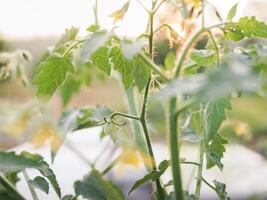 fechar acima do tomates galho e pequeno verde tomates dentro a jardim com nascer do sol luz dentro a manhã foto