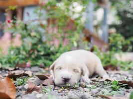 fofa recém-nascido filhotes dormindo em a terra dentro a jardim. tailandês cachorro foto