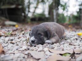 fofa recém-nascido filhotes dormindo em a terra dentro a jardim. tailandês cachorro foto