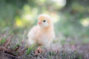 uma frango bebê dentro a jardim foto