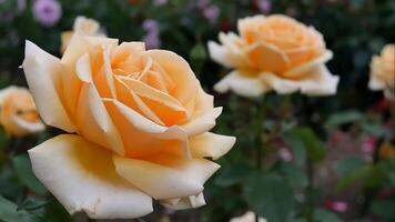 rosas branco laranja uma flor cama em uma ensolarado verão dia. foto