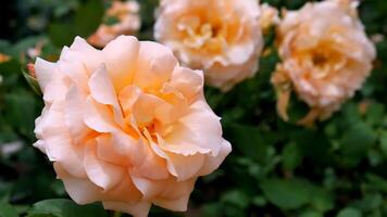 rosas laranja vermelho e branco uma flor cama em uma ensolarado verão dia. foto