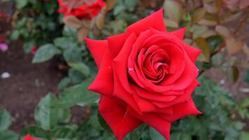 rosas vermelho e branco uma flor cama em uma ensolarado verão dia. foto