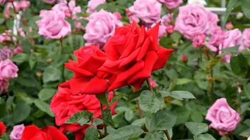 rosas vermelho Rosa e branco uma flor cama em uma ensolarado verão dia. foto