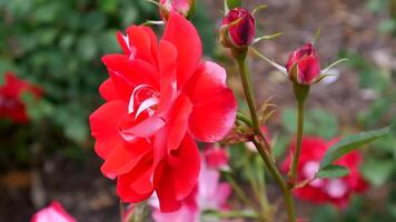 rosas vermelho e branco uma flor cama em uma ensolarado verão dia. foto