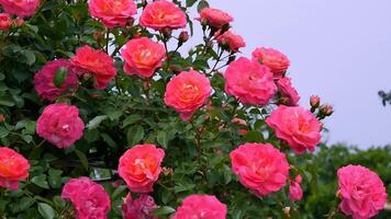 rosas vermelho e branco uma flor cama em uma ensolarado verão dia. foto