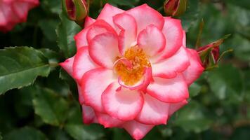 rosas laranja vermelho e branco uma flor cama em uma ensolarado verão dia. foto