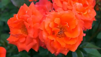 rosas laranja vermelho e branco uma flor cama em uma ensolarado verão dia. foto