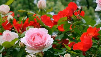 rosas vermelho e branco uma flor cama em uma ensolarado verão dia. foto