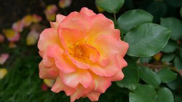 rosas laranja vermelho e branco uma flor cama em uma ensolarado verão dia. foto