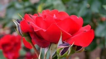 rosas vermelho e branco uma flor cama em uma ensolarado verão dia. foto