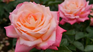 rosas laranja vermelho e branco uma flor cama em uma ensolarado verão dia. foto