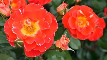 rosas Rosa laranja vermelho e branco uma flor cama em uma ensolarado verão dia. foto