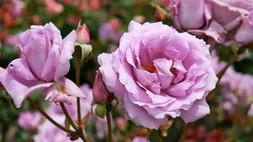 rosas Rosa laranja vermelho e branco uma flor cama em uma ensolarado verão dia. foto