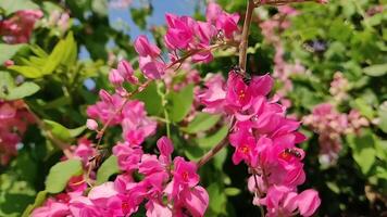 fechar acima do Rosa flores dentro uma jardim dentro primavera, estoque foto. foto