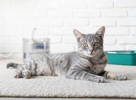 fechar-se do fofa cinzento gato deitado em tapete perto animal fonte foto