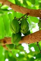 averrhoa bilimbi azedo degustação fruta usava Como uma complemento para especiarias foto