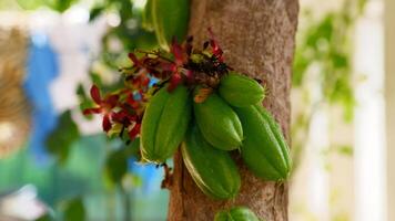 averrhoa bilimbi azedo degustação fruta usava Como uma complemento para especiarias foto