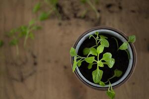 plantar transplantação, Panela com jovem espinafre em de madeira mesa, crescendo colheita dentro de casa foto