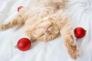 fechar-se do uma vermelho fofo gato dormindo em Está costas dentro uma branco cama com vermelho Natal bolas foto