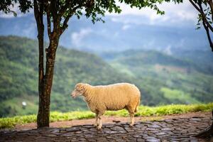 rebanho do ovelha pastar em a montanha a fundo é uma natural panorama. montanhas e névoa dentro a chuvoso estação do tailândia. foto