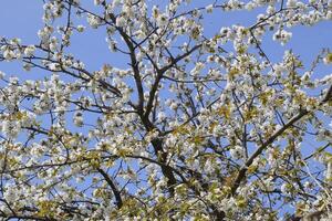 florescendo cereja ameixa. branco flores do ameixa árvores em a galhos do uma árvore. Primavera jardim. foto