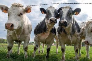 uma grupo do multicolorido Preto e branco vacas pastar dentro uma curral em verde Relva foto