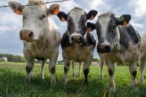 uma grupo do multicolorido Preto e branco vacas pastar dentro uma curral em verde Relva foto