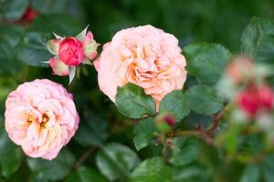 Rosa laranja Duplo híbrido rosa Maria ann floresce dentro verão dentro a jardim, flor retrato, amador jardinagem foto