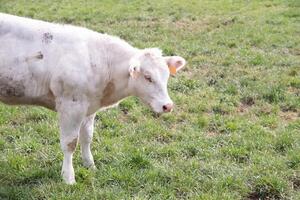 uma lindo branco vaca pastar dentro uma curral em verde Relva dentro uma campo foto