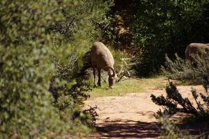 rochoso montanha ovelha ovis canadensis pastar foto