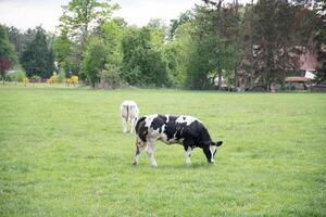 uma grupo do multicolorido Preto e branco vacas pastar dentro uma curral em verde Relva foto