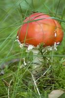 lindo brilhante vermelho mosca agárico entre a verde Relva em a floresta Prado foto