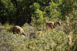 rochoso montanha ovelha ovis canadensis pastar foto