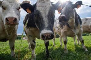 uma grupo do multicolorido Preto e branco vacas pastar dentro uma curral em verde Relva foto