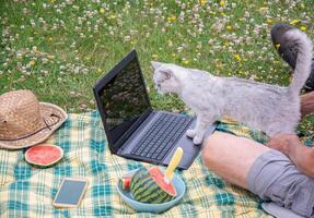 fofa gatinho senta em uma computador portátil teclado em uma verde jardim grama, a proprietário trabalho foto