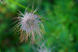 pasco flor é uma espécies pertencer para a botão de ouro família ranunculaceae foto