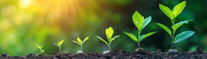 ai gerado agricultura plantar semeadura crescendo degrau conceito dentro jardim e caloroso manhã luz solar foto