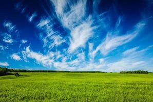 Primavera verão verde campo cenário paisagem foto