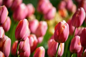 florescendo tulipas canteiro de flores dentro Keukenhof flor jardim, Holanda foto