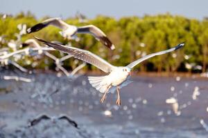 gaivotas vôo dentro a céu aves marinhas, gaivotas. fechar-se gaivota tomada. natureza do animais selvagens às estrondo pu lazer Centro samut prakan tailândia. foto