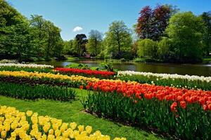 florescendo tulipas canteiro de flores dentro Keukenhof flor jardim, Holanda foto