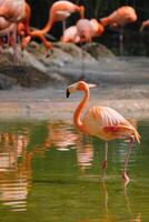 americano flamingo phoenicopterus Ruber pássaro foto