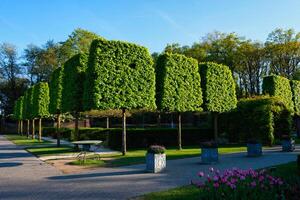 cortado árvores dentro Keukenhof flor jardim, Países Baixos foto