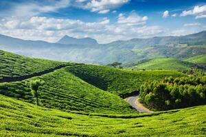 chá plantações, Munnar, Kerala estado, Índia foto