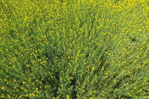 campo do floração estupro. topo Visão a partir de a drone. estupro, uma siderático plantar com amarelo flores campo com siderados foto